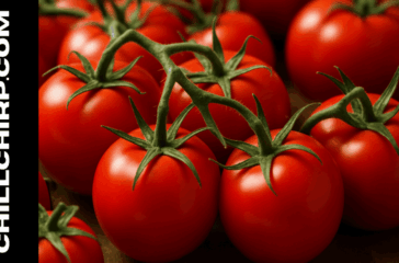 fda tomato recall salmonella